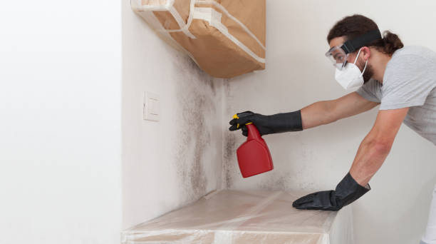 Professional Basement Mold Removal technician working in Buffalo Grove, IL