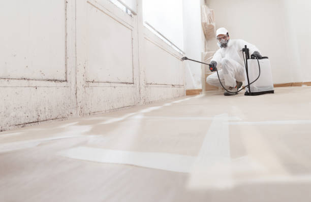 24/7 Emergency Basement Mold Removal experts in Buffalo Grove, IL