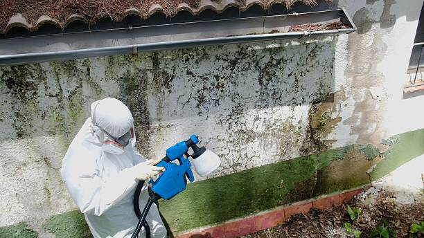 Top rated local Basement Mold Removal specialists in Buffalo Grove, IL